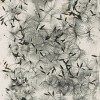 Figure 4: Dandelion Seeds, 1858 or later.