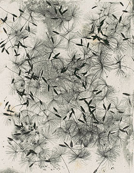 Talbot photo, Dandelion seeds