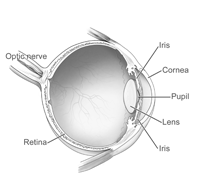 eye anatomy