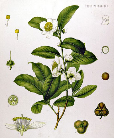 image of tea plant