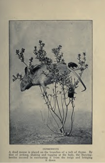 A mouse in the branches of a tuft of thyme