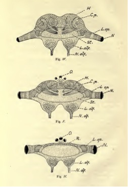 Cross-sections of ant brains