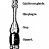 A diagram of the worm’s alimentary canal from Charles Darwin's _Worms_