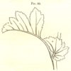 Figure 5. A small, membranous leaf structure that grows at the juncture of leaf-stalk and stem, and causes the eye to not fixate on that juncture. Fig. 99 in _The Art of Decorative Design_. Courtesy of the Department of Special Collections, Stanford University Libraries.