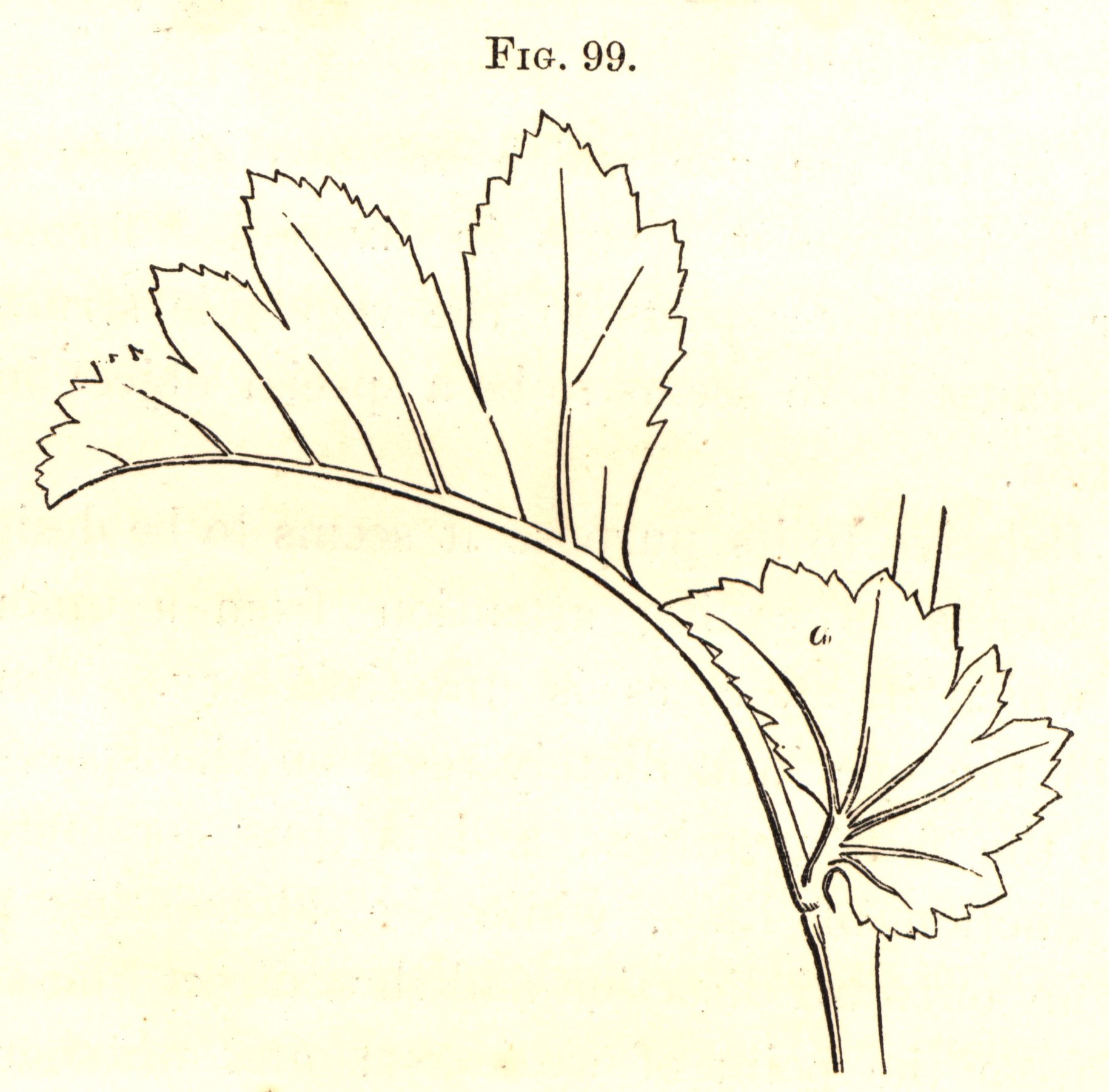 Figure 5. A small, membranous leaf structure that grows at the juncture of leaf-stalk and stem, and causes the eye to not fixate on that juncture. Fig. 99 in _The Art of Decorative Design_. Courtesy of the Department of Special Collections, Stanford University Libraries.