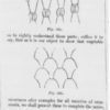 Figure 1. Christopher Dresser, nature’s diaper patterns, from “Botany as Adapted to the Arts and Art-Manufacture” (1857-1858). Public domain.