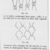 Figure 1. Christopher Dresser, nature’s diaper patterns, from “Botany as Adapted to the Arts and Art-Manufacture” (1857-1858). Public domain.